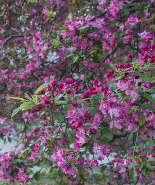 Crab Apple Tree - Malus 'Purple Prince' — Stock Photo, Image