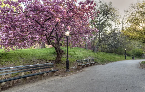 Crab Apple Tree - Malus 'Purple Prince' — ストック写真