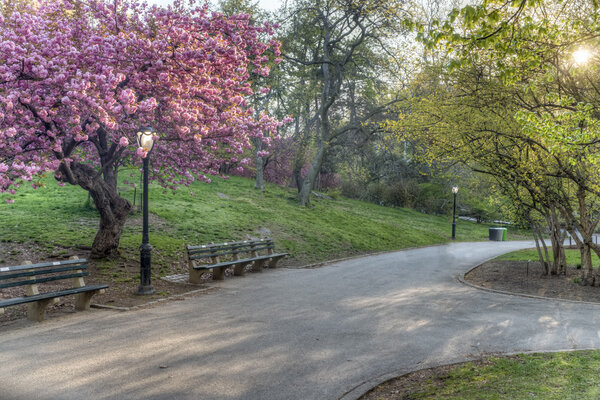 Crab Apple Tree - Malus 'Purple Prince'