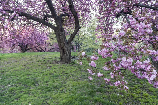 Crab Apple Tree - Malus 'Purple Prince' — Stockfoto