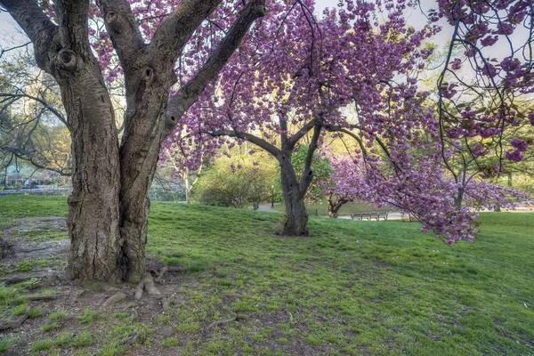 Crab Apple Tree - Malus 'Purple Prince' — 图库照片