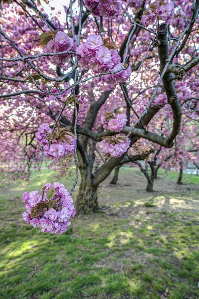 Crab Apple Tree - Malus 'Purple Prince' — Stockfoto