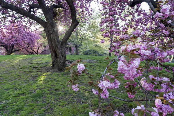 Manzano Cangrejo - Malus 'Purple Prince' — Foto de Stock