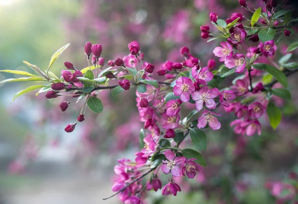 Crab Apple Tree - Malus 'Purple Prince' — Stock fotografie