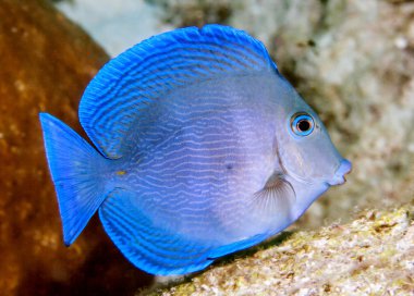 Acanthurus coeruleus Mavi Tan
