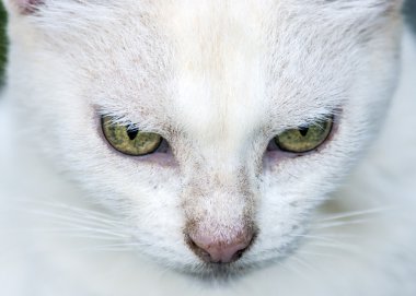 beyaz kedi