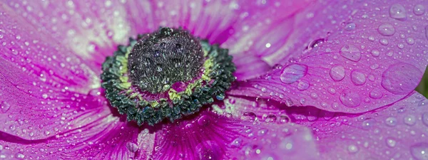 Cosmos bipinnatus do cosmos — Fotografia de Stock