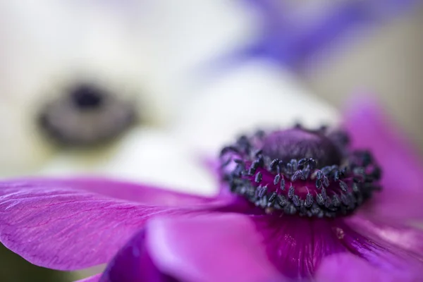 Cosmos bipinnatus do cosmos — Fotografia de Stock