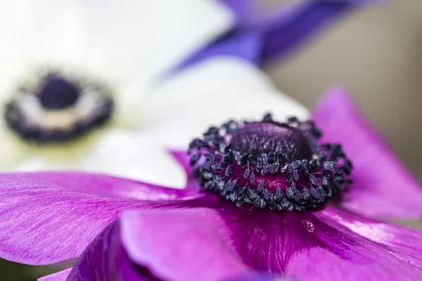 Cosmos bipinnatus do cosmos — Fotografia de Stock