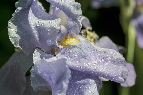 Iris rizomatosos barbudos —  Fotos de Stock
