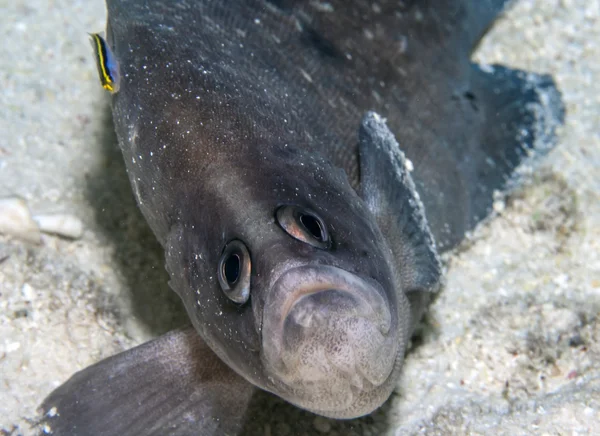 Nagyobb soapfish (Rypticus-saponaceus) — Stock Fotó