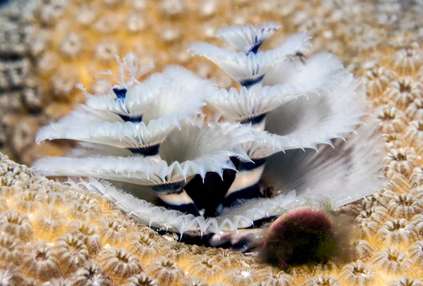 Spirobranchus giganteus, viermi de pom de Crăciun — Fotografie, imagine de stoc