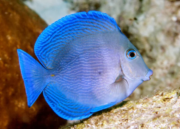 Acanthurus coeruleus azul bronzeado — Fotografia de Stock