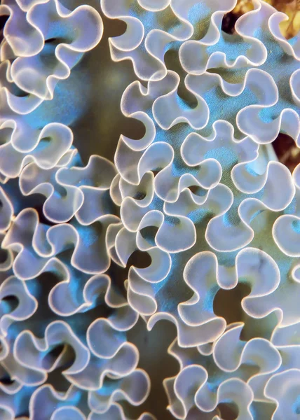 Elysia crispata, lesma do mar de alface — Fotografia de Stock