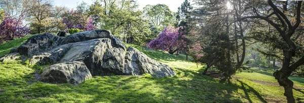 Central Park'a bahar — Stok fotoğraf