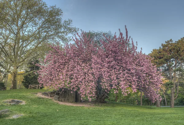 Prunus serrulata o ciliegia giapponese — Foto Stock