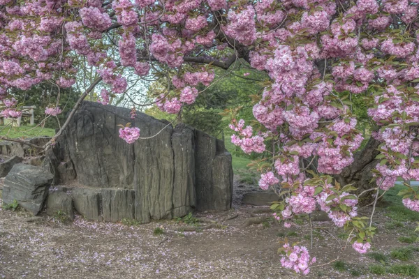 Prunus serrulata o ciliegia giapponese — Foto Stock