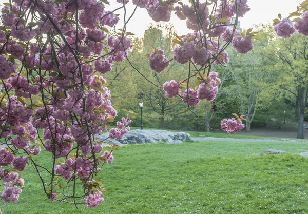 Prunus serrulata o cereza japonesa — Foto de Stock