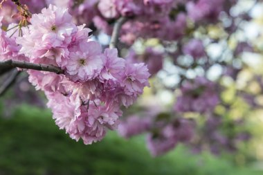 Prunus serrulata veya Japon kiraz