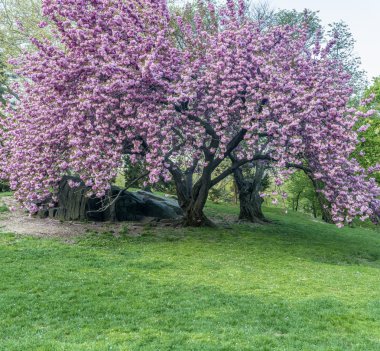 Prunus serrulata veya Japon kiraz