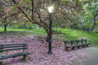 Prunus serrulata veya Japon kiraz