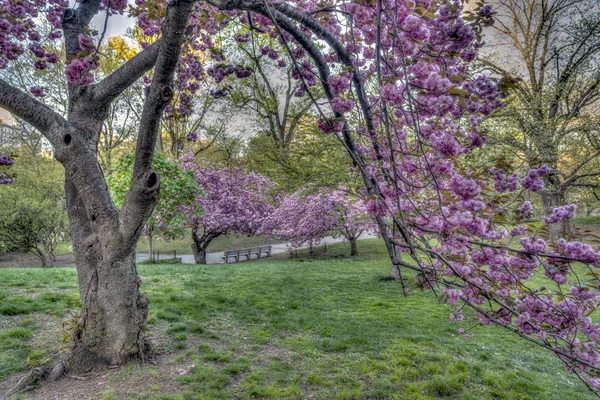 Prunus serrulata eller japanska körsbär — Stockfoto