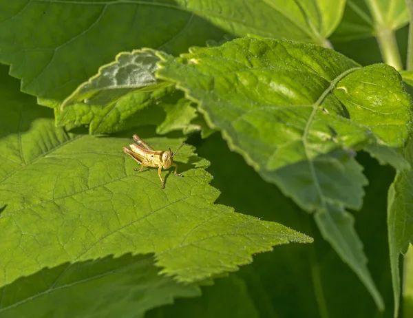 Grasshopper Orthoptera, Caelifera — Stock Photo, Image