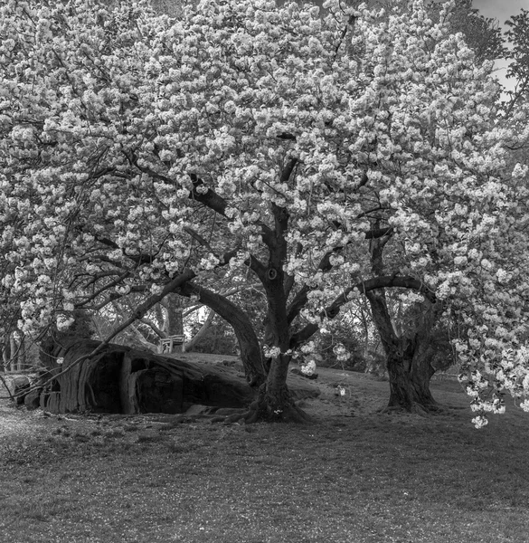 Prunus serrulata o ciliegia giapponese — Foto Stock