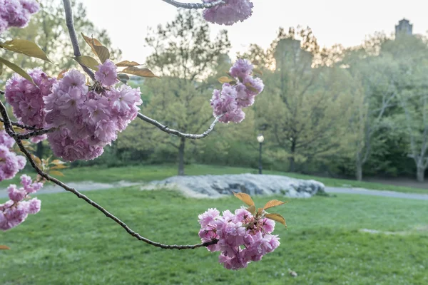 Prunus serrulata nebo japonská třešeň — Stock fotografie