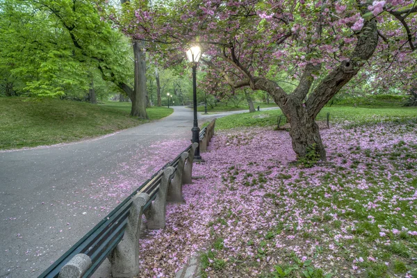 Prunus serrulata o ciliegia giapponese — Foto Stock