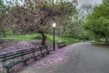  Central Park'ta Japon Cherry bahar