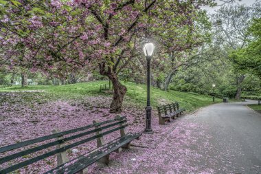 Central Park'ta Japon Cherry bahar
