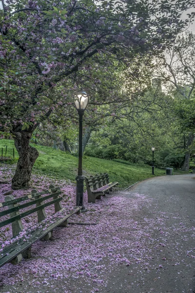 Весна в Центральном парке — стоковое фото