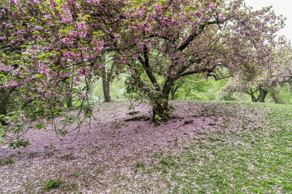 Japanska Cherry våren i Central Park — Stockfoto