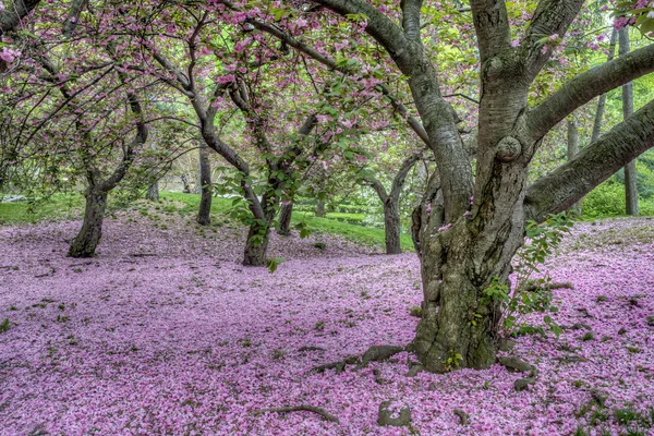 Primavera cereja japonesa no Central Park — Fotografia de Stock