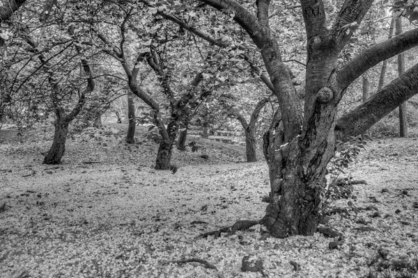 Central Park'ta Japon Cherry bahar — Stok fotoğraf