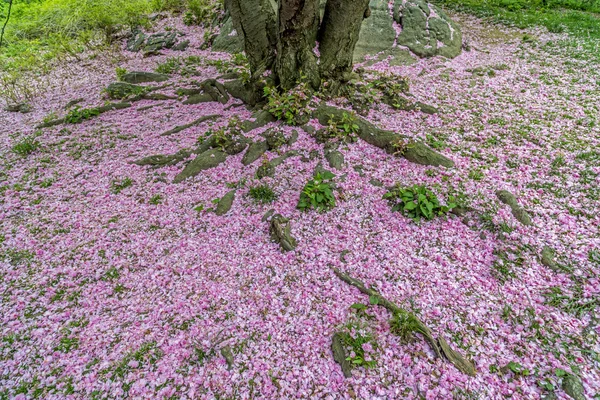 Японська вишня весна в центральному парку — стокове фото