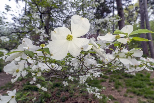 Árbol de Dogwood en primavera — Foto de Stock