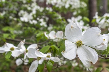 Dogwood tree in spring clipart