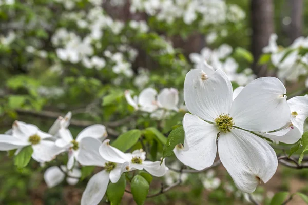 Árvore dogwood na primavera — Fotografia de Stock