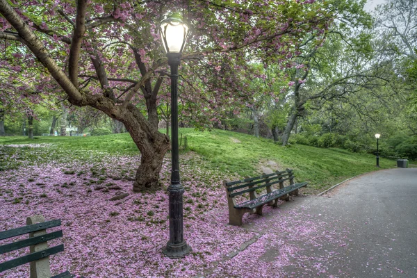 Japanese Cherry spring in Central Park — Stock Photo, Image