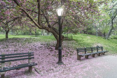  Central Park'ta Japon Cherry bahar