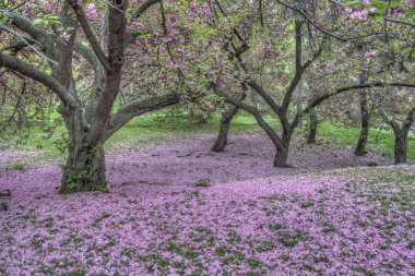  Central Park'ta Japon Cherry bahar