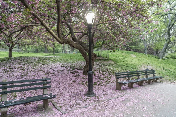 Japonská třešeň jaro v Central parku — Stock fotografie