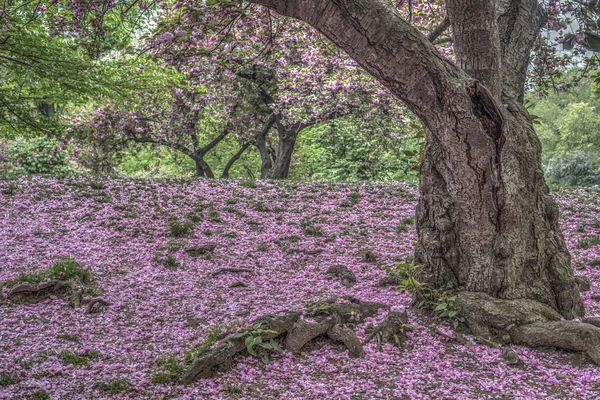 Primavera giapponese di ciliegie a Central Park — Foto Stock