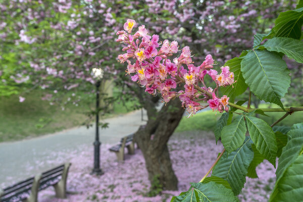 Spring in Central Park Japanese Cherry