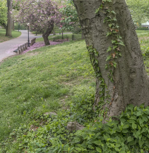 Japanse kers Lente in Central Park — Stockfoto