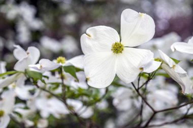Kızılcık ağacı bahar