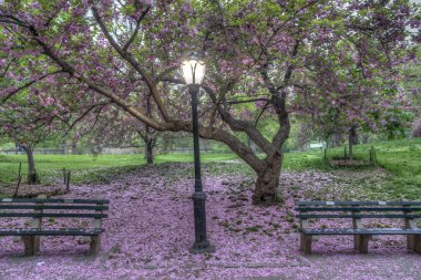  Central Park'ta Japon Cherry bahar