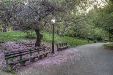 Central Park Japon Cherry baharda